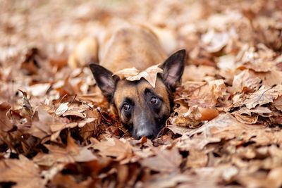 Portrait of a dog on field