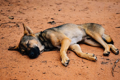 Dog sleeping on sand