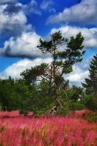 Scenic view of flowering trees on field against sky