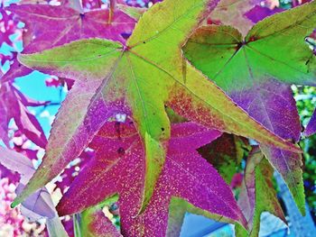 Close-up of leaves