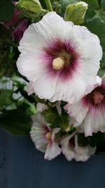 Close-up of pink hibiscus flower