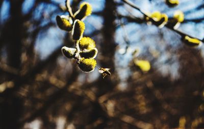 Close-up of yellow flowering plant