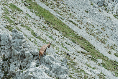 High angle view of lizard on rock