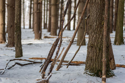 Trees in forest during winter