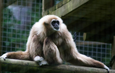 Close-up of monkey sitting in zoo