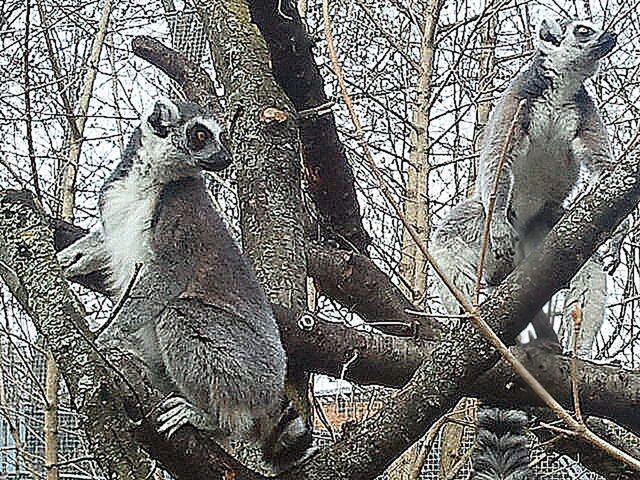 pattern, low angle view, art and craft, art, animal themes, design, bare tree, creativity, day, close-up, animals in the wild, no people, outdoors, branch, wildlife, metal, full frame, animal representation, bird