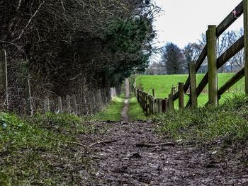 Footpath amidst trees