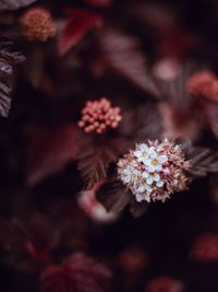 Close-up of pink flowers