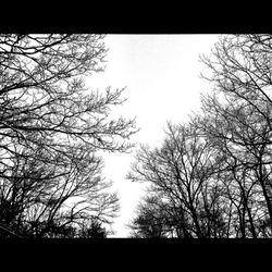 Low angle view of bare trees against sky