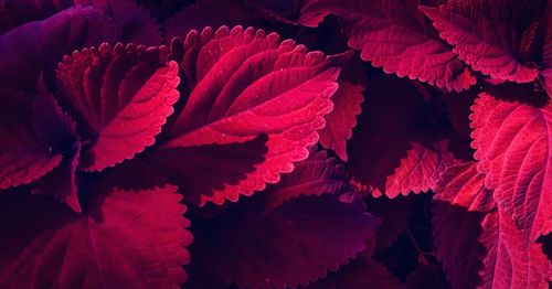 Close-up of red rose leaves