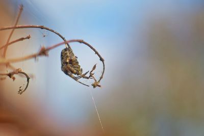 Close-up of spider on web