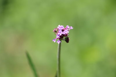 Close-up of purple flowering plant