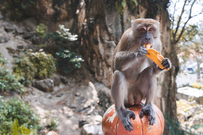 Monkey eating food on tree