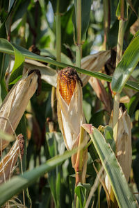 Close-up of insect on plant