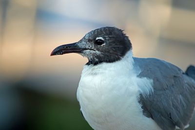 Close-up side view of a bird