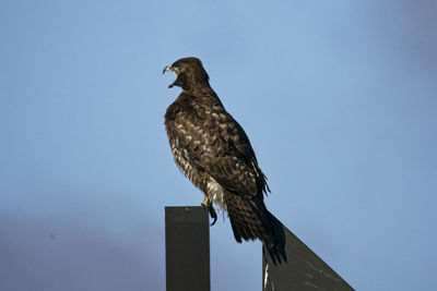 Low angle view of eagle perching on the sky