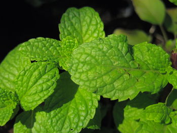 Close-up of fresh green leaves on plant