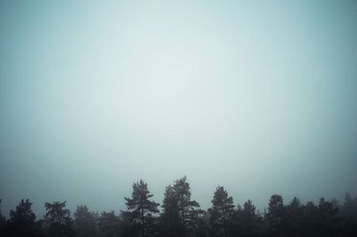 Low angle view of trees against sky