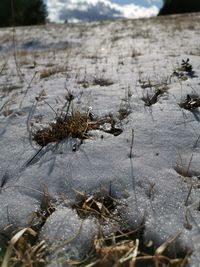 Close-up of dried plant on snow covered land