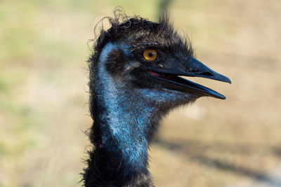 Close-up of a bird looking away