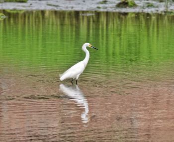 Bird in a lake