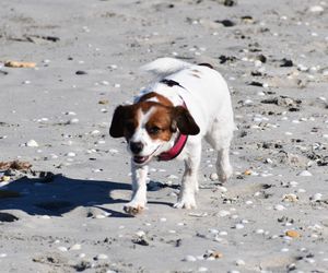 Portrait of dog on beach