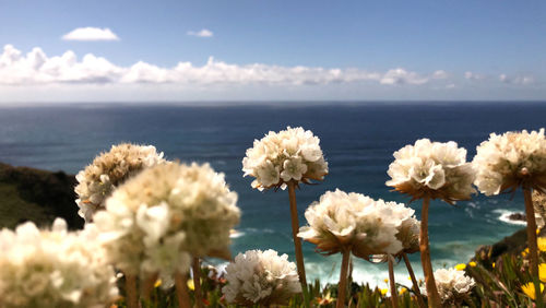 View of flowering plants by sea against sky