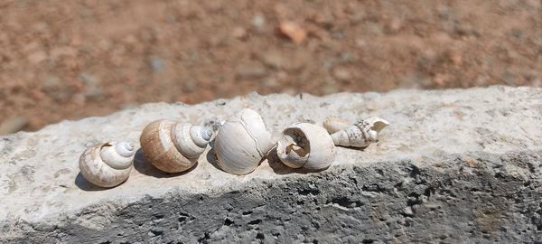 Close-up of shell on rock