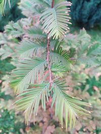 Close-up of leaves