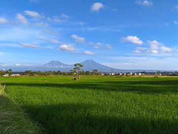 Scenic view of agricultural field against sky