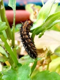 Close-up of insect on plant