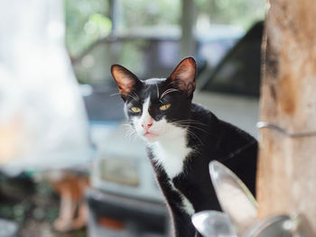 Portrait of cat sitting against cars