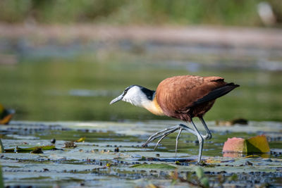 Close-up of bird perching on a lake