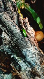 Close-up of insect on tree trunk