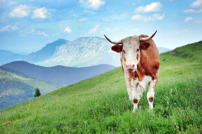 Cow standing on field against mountains