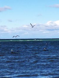 Bird flying over sea