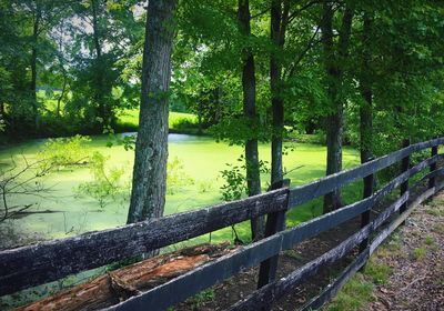 Trees in forest with fenced in swamp