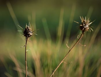 Close-up of wilted plant