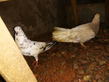 Close-up of bird perching outdoors
