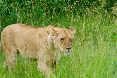 Lioness standing grassy field