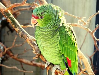 Close-up of parrot perching on branch