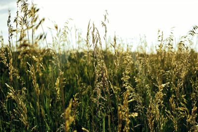 View of stalks growing in the field