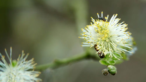 Close-up of white flowering plant