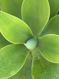 Close-up of green leaves