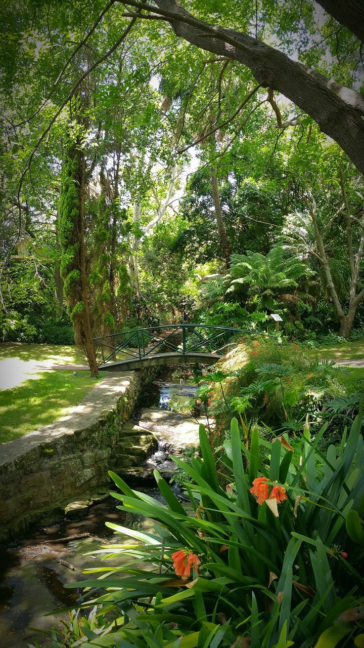 water, tree, green color, growth, plant, tranquility, nature, beauty in nature, forest, leaf, pond, tranquil scene, reflection, stream, scenics, green, lush foliage, lake, day, branch