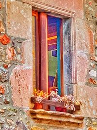 Potted plant on window of old building