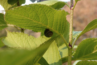 Close-up of leaves