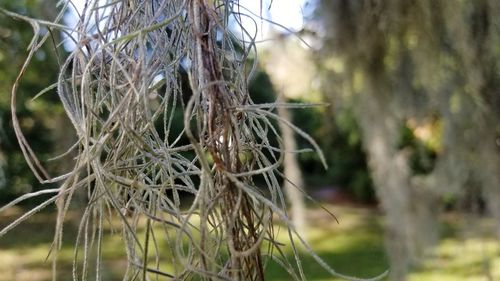 Close-up of tree