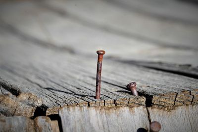 Close-up of wood with rusty metallic nails