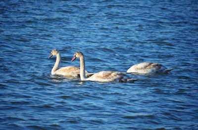 Ducks swimming in lake